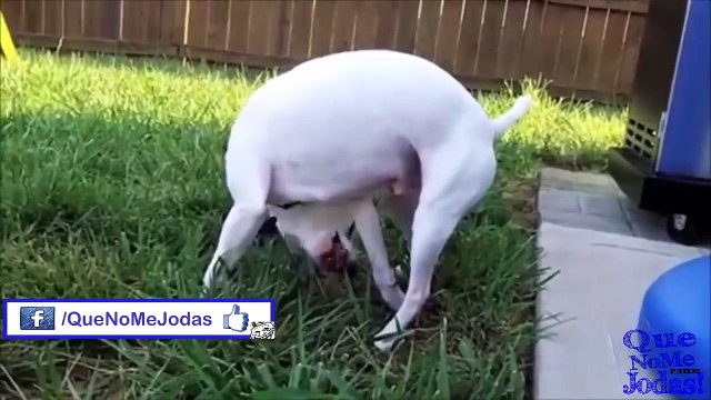 Recopilación//Fails//Videos//Graciosos//Caídas//Golpes//Agosto//2013 [Full Episode]