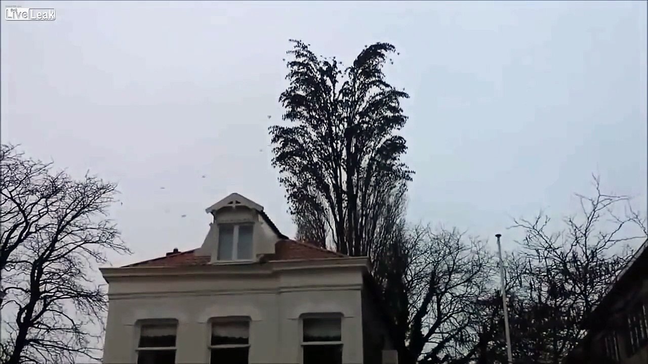 El árbol que cambia de forma