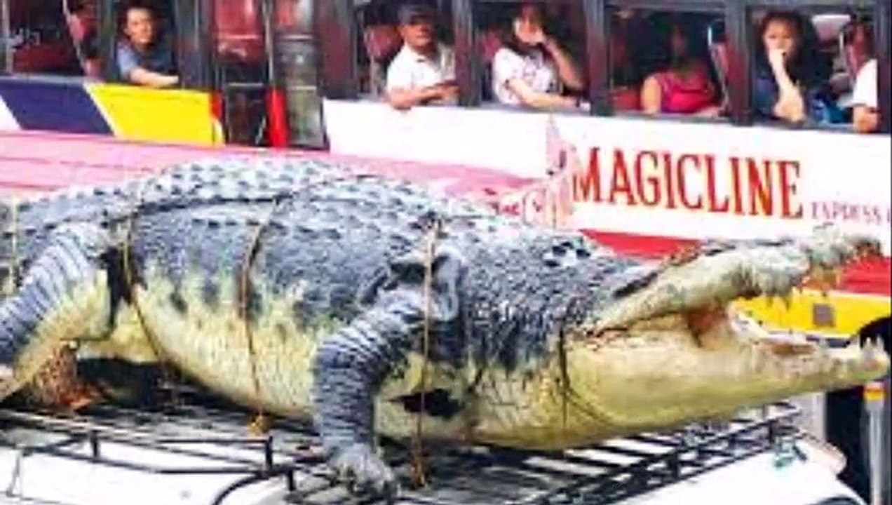 Biggest crocodile in  the world