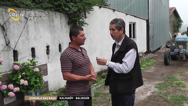 ÇOBANLA BAŞ BAŞA - 4 Keçi-Erbil-KALFAKÖY Gönen BALIKESİR