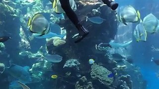 LiveLeak.com - Zebra Shark Interrupts Window Cleaner for a Belly Rub