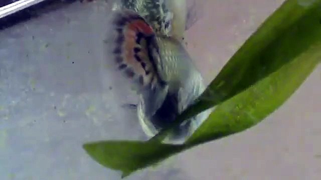 Беременная рыба самка гуппи Рождение малька в аквариуме Мой аквариум мальки рыбка