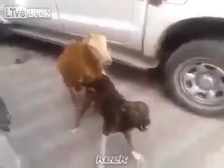 A sheep humping a dog