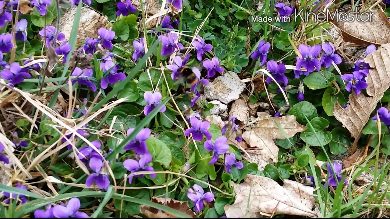 fire with only a drill! / du feux seulement avec une drille!