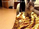Funny cat videos _ funny cat collection part 10 - Funny cat brings a toy