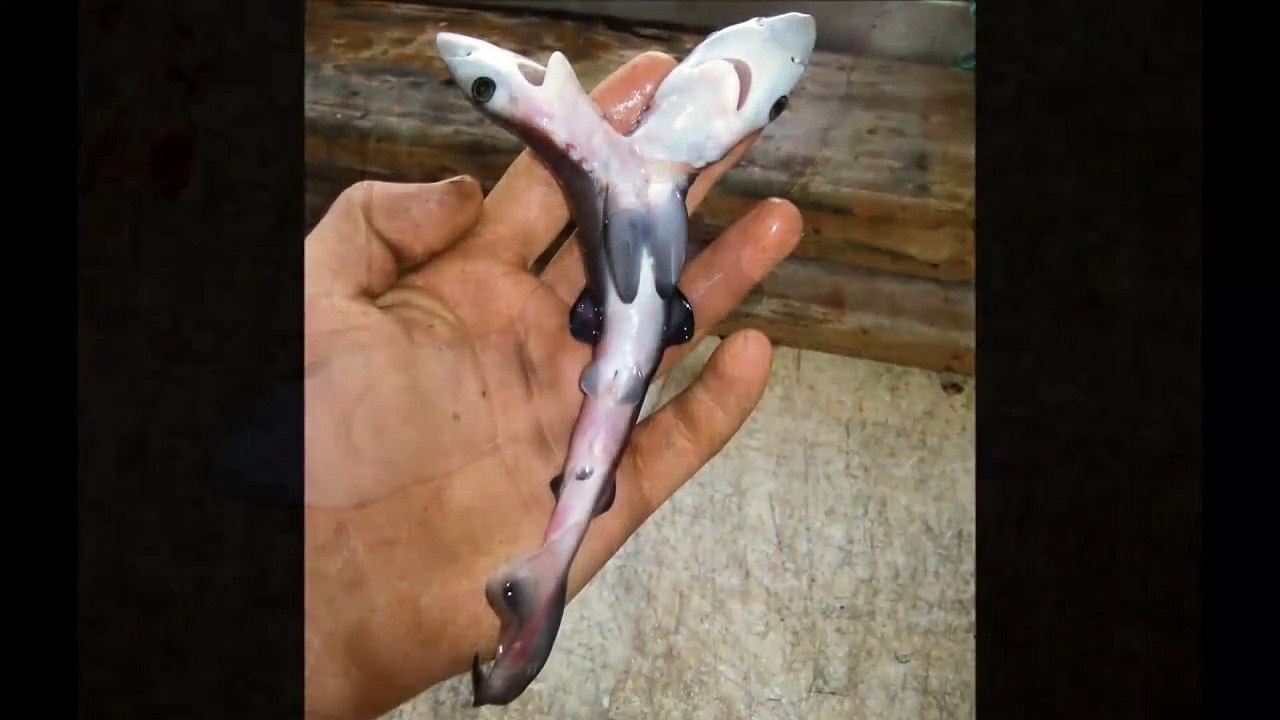 2 Headed Shark