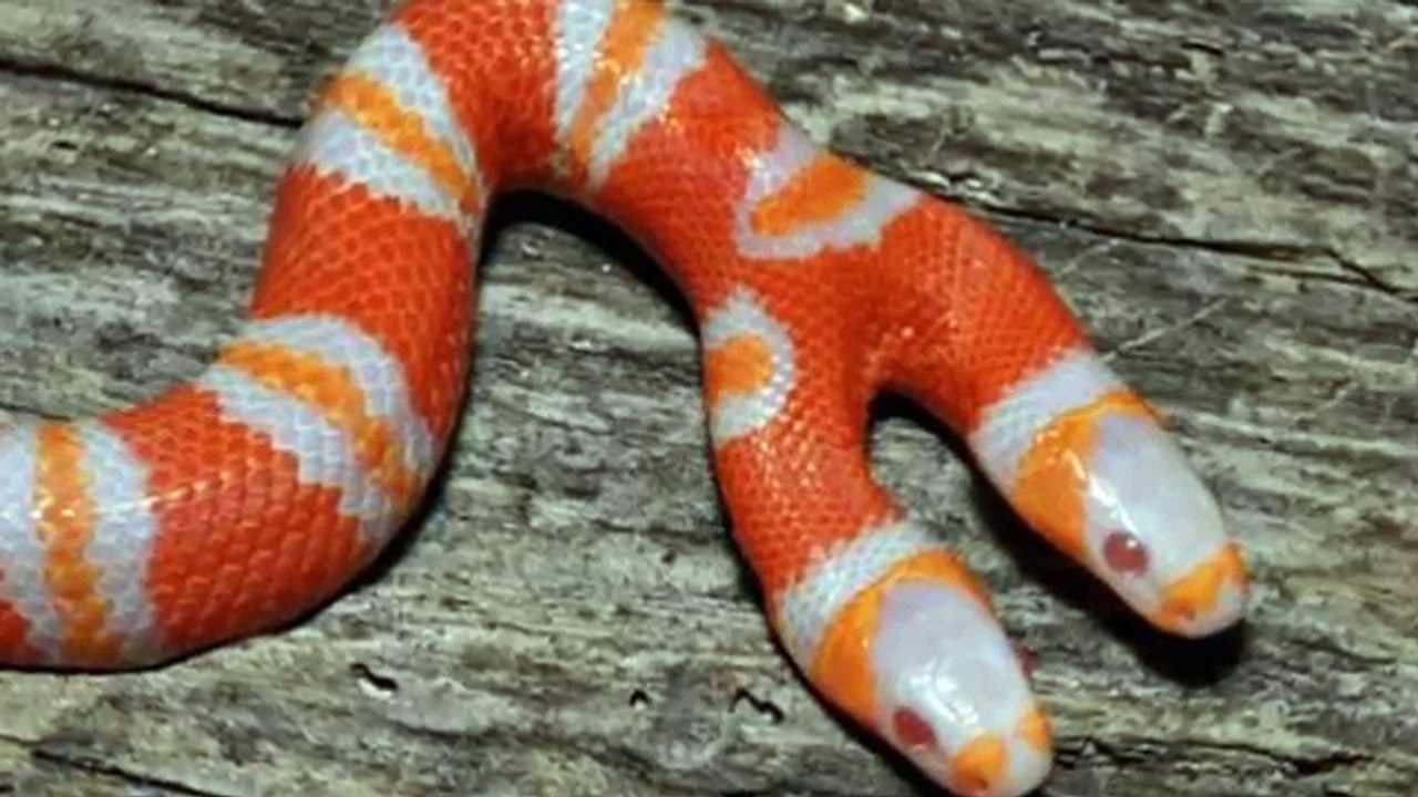 Mutant Snakes