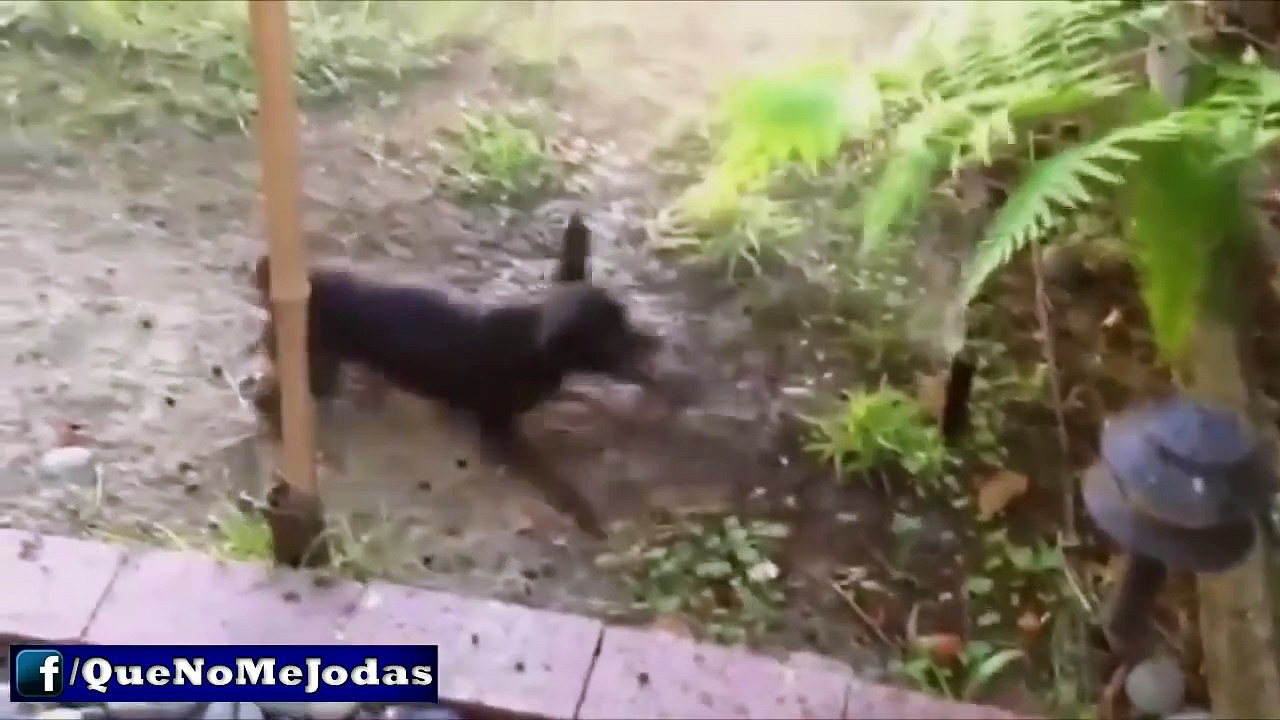 Los Perros Más Graciosos Y Divertidos #1 (Funny Dogs) [Full Episode]