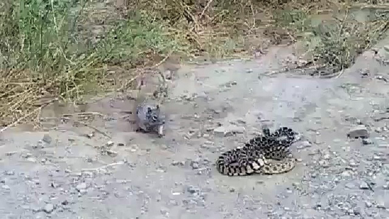 Yılan vs Sincap