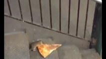 Pizza Rat: New York City rat taking pizza home on the subway