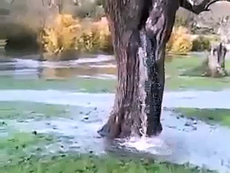 Ağaçtan su akıyor İnanılmaz görüntüler