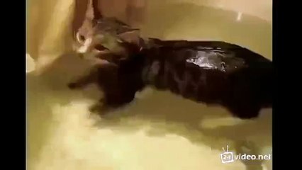 Котэ плавуч!