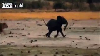 Moment a lion takes down an Elephant in Africa