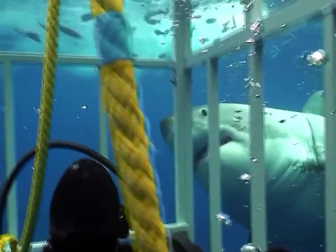 Большая белая акула крупным планом - нападение на аквалангиста!
