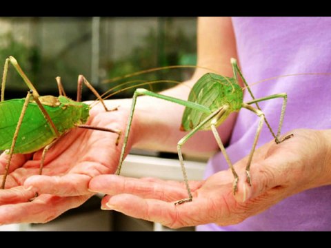 Top-10 Самых невероятных существ на Земле!