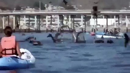 Морское чудовище или монстр хищник ЖЕСТЬ!