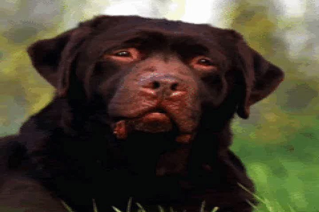 Talking Dog Rap