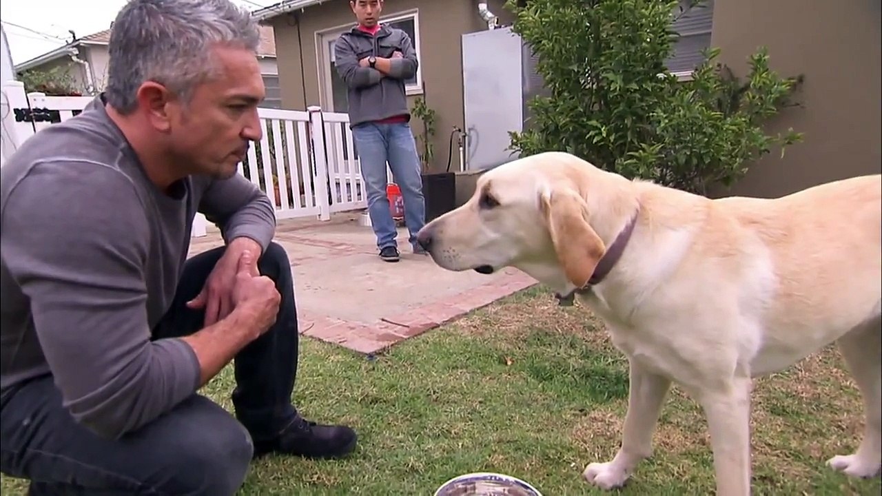 dog whisperer gets bitten