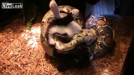 LiveLeak.com - (18+) ★-BOA CONSTRICTOR LIVE FEEDING ON BUNNY-★