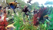 Pterophyllum Scalare or Angelfish for aquarium tanks