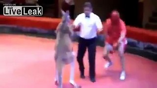 kangaroo fights man WTF