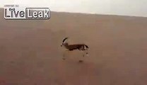 LiveLeak.com - Arab men catch dinner from a moving vehicle.