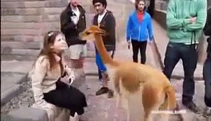 Try Not to Laugh or Grin While Watching This - (HARDEST VERSION)  IMPOSSIBLE CHALLENGE! (2)