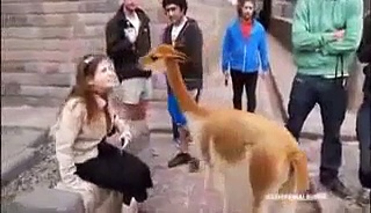 Try Not to Laugh or Grin While Watching This - (HARDEST VERSION)  IMPOSSIBLE CHALLENGE! (2)