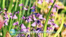 E=M6 - Plantes carnivores, jardin des villes, bonsaï : l'incroyable science des jardins