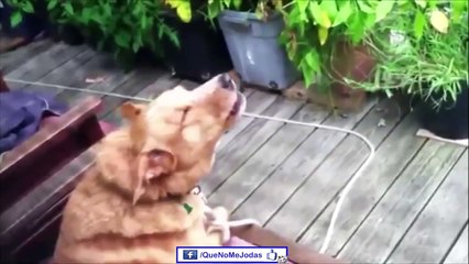 Los Mejores Videos De Risa 2013 #22 Caidas//Golpes//Sustos//Fails [Full Episode]