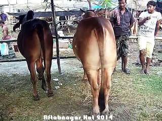 Qurbani Eid In Bangladesh 2014