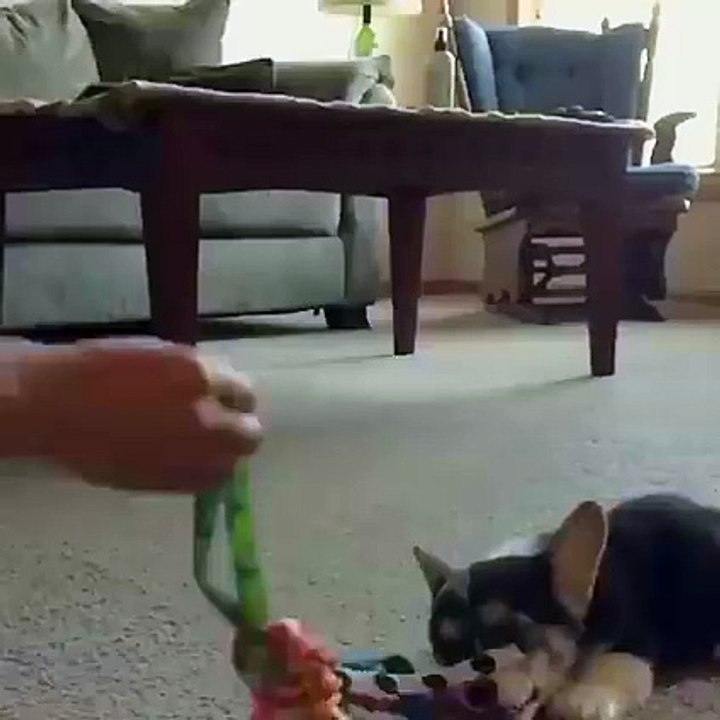 Puppy dancing - Nice step