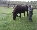 Cavalo Bretão - 1 tonelada de pura leveza... Garanhão MAX DU CHAPEL - Haras Nationaux - França