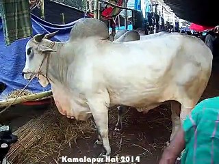 Qurbani Eid In Bangladesh 2014