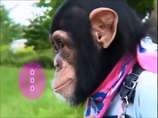 See how this monkey makes the dog crosses the river - COMEDY