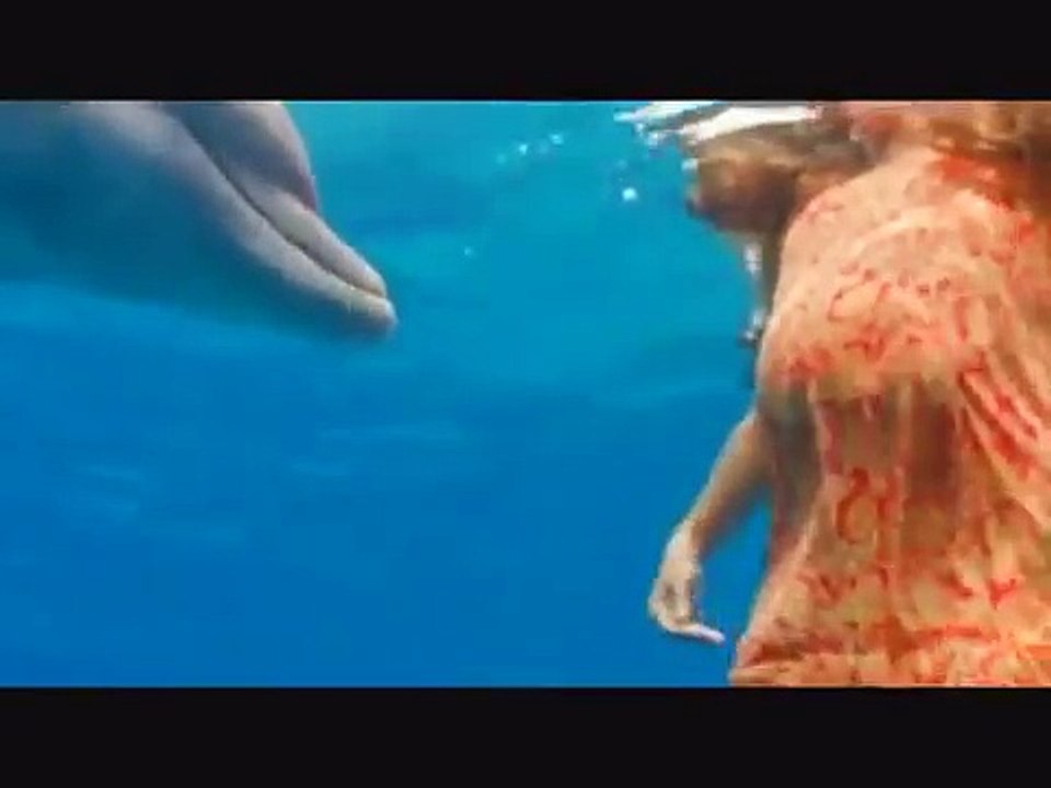 Sharks attack people Dolphins Defend