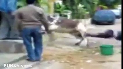 cow compilation, funniest video, stupid people doing stupid things