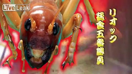 *NEW EPISODE*: Sia Ferox Buffet!