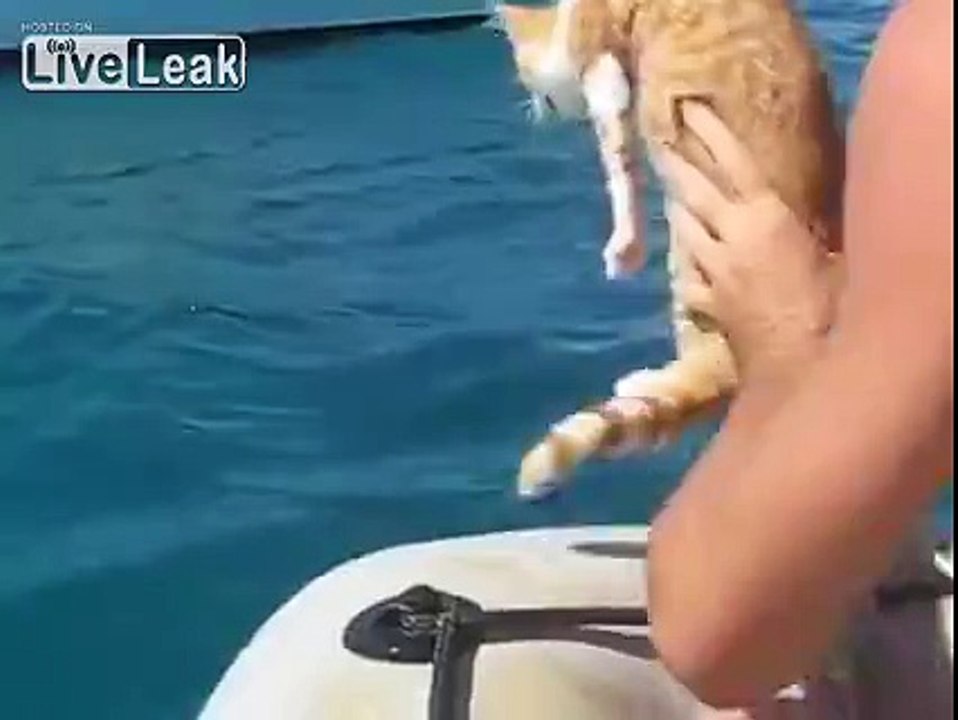 LiveLeak.com - This cat did it right