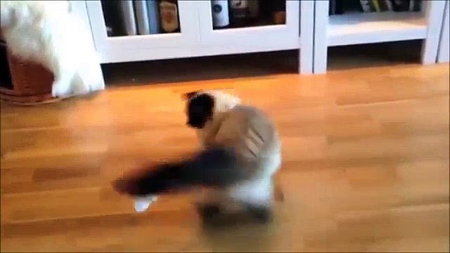 Chats Drôles Mieux Que Drôle Farces Drôle De Chat Vidéos