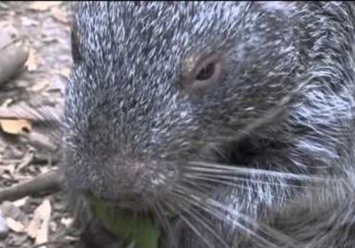 Extremely Rare Paca Is Perfectly Relaxed on Camera