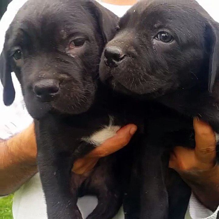 0534. 467. 69.79 satılık cane corso kopek yavruları kopek çiftliğinden