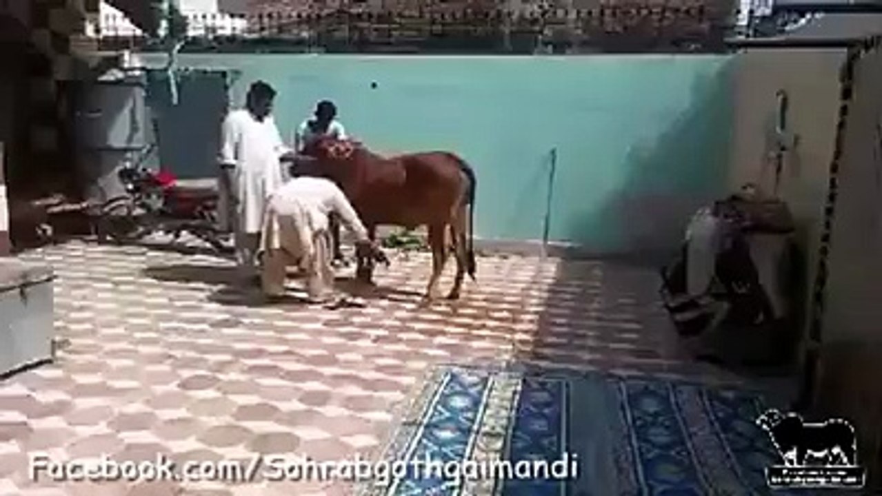 Cow Kick during qurbani must watch 2015