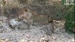 Cute Lion Cubs and their Mum Animal Videos