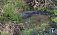 Dangerous Invaders 02, Python eats Alligator Animal Videos