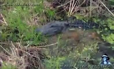 Dangerous Invaders 02, Python eats Alligator Animal Videos