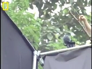 Incredible Flying Snake Animal Videos