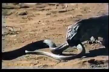 KOMODO VS COBRA Animal Videos