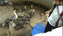 Man Selecting Cobras For Snake Show Animal Videos