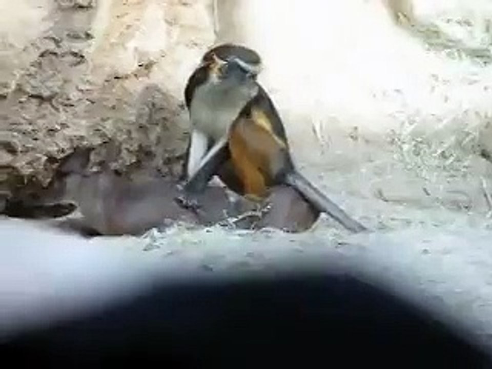 Monkey Jockey Animal Videos